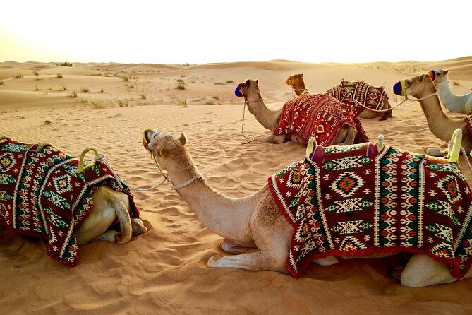 Full-Day DesertSafari with Camel Ride,InlandSea & BBQ Desert Camp - Khor Al Adaid is the reason to go farther