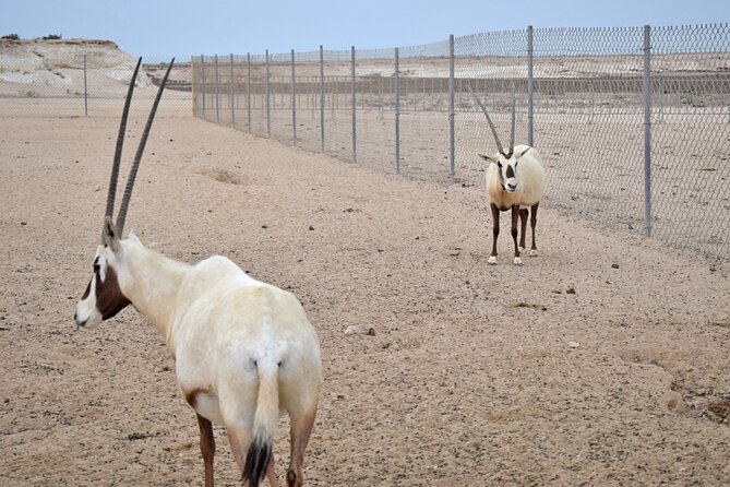 Full Day Qatar's North And West tour || History & Heritage - Al Jumail, a village of limestone and mud