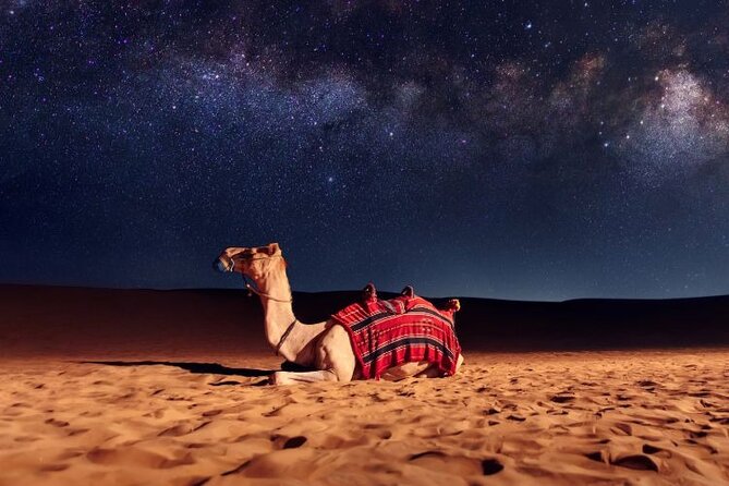 Half Day Night and Morning Desert Safari Camel and Sand Boarding - What this $73 Doha desert tour really gives you