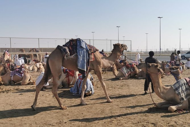 Half-Day Private Guided Camel Race Tour in Qatar - Key points before you book