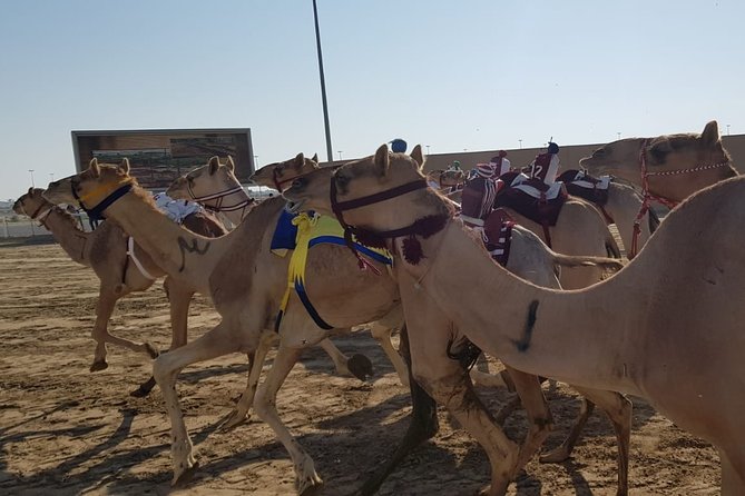 Half-Day Private Guided Camel Race Tour in Qatar - Meeting the camels and seeing behind the scenes