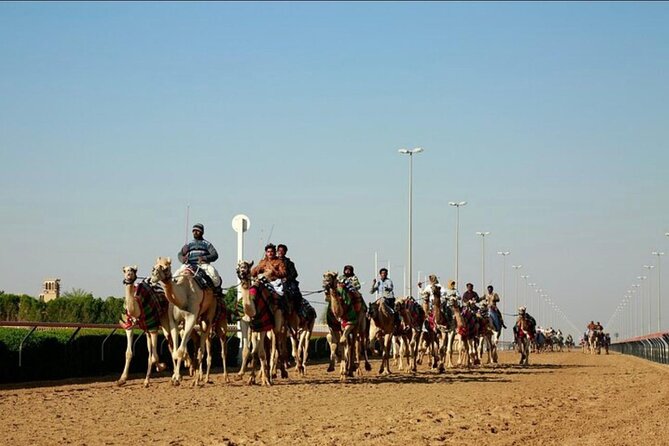 North and West of Qatar Full Day Private Tour - Camel training at Shahaniyah