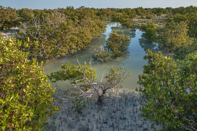 North Qatar Guided Expedition to Nature Charms - Why this four-hour North Qatar tour works