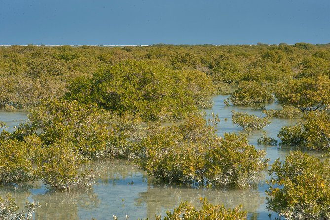 North Qatar Tour | Zubara Fort | Purple Island | Mangros Colony - Purple Island, where desert meets mangroves