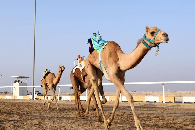 Private Full Day Guided Tour in Qatar North and West - Al Shahaniya: Qatar’s traditional camel-racing center