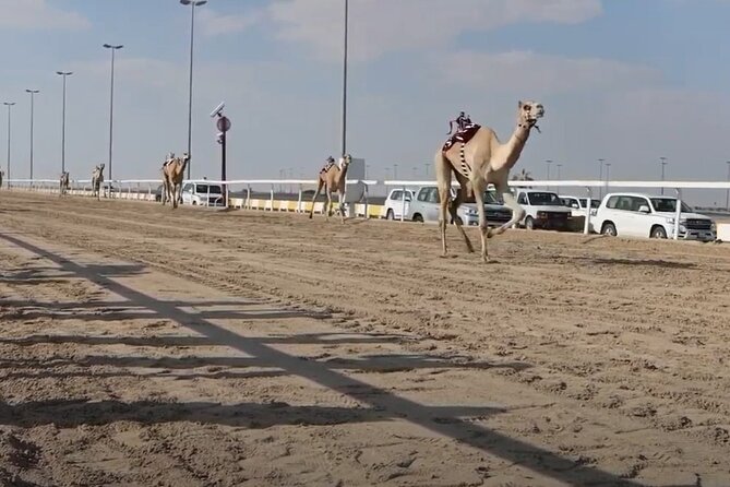 Private Full Day Guided Tour in Qatar North and West - Zekreet Fort ruins and the western desert
