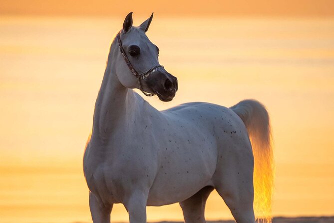 Private Horse and Camel Riding Experience in Doha - Is $150 Per Person a Fair Price?