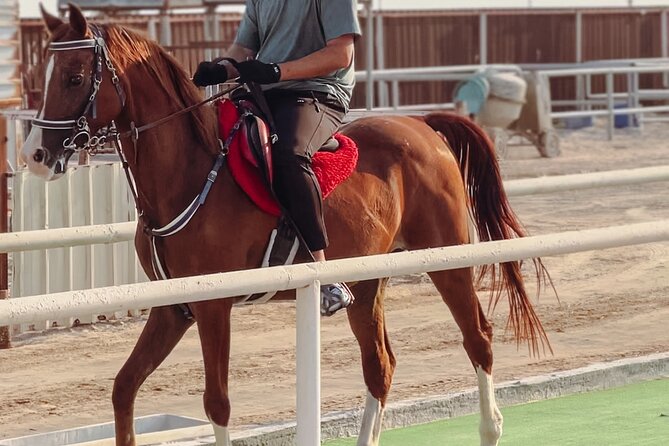 Private Horseback Riding Experience in Doha - Key points to know before you book