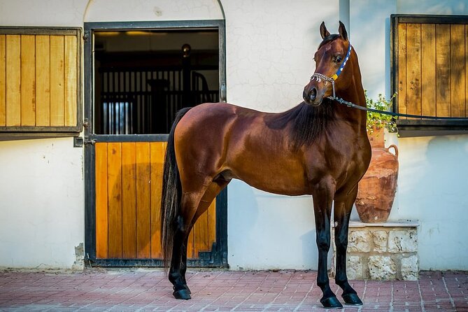 Private Horseback Riding Experience in Doha - Why the Sealine Desert works well on horseback