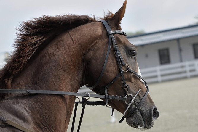 Private Horseback Riding Experience in Doha - Starting with hotel pickup and a Doha introduction