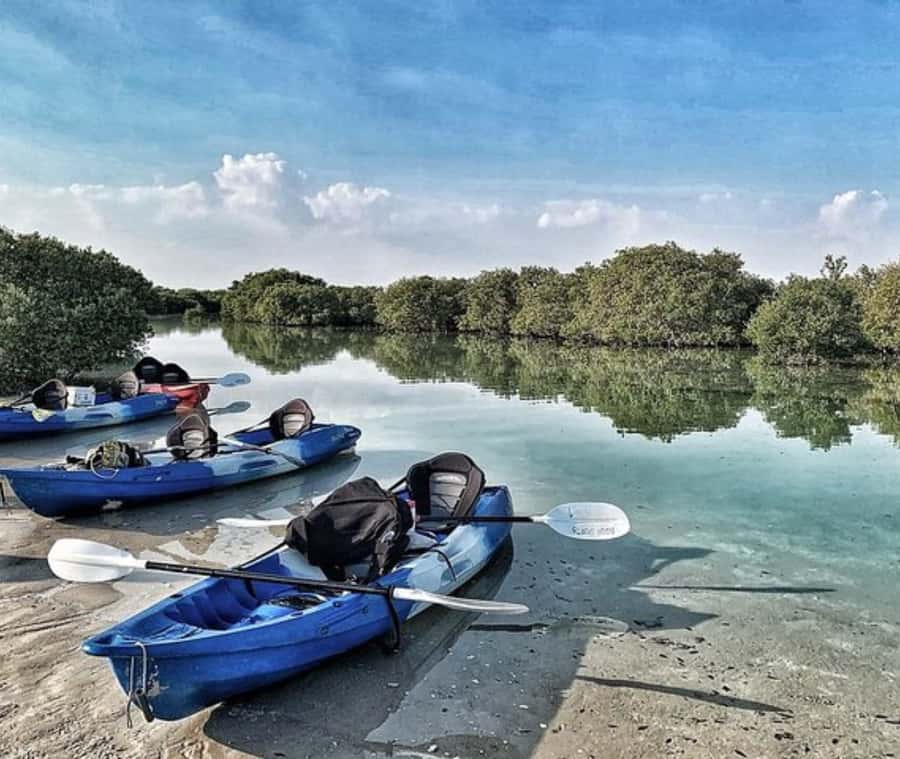 Qatar: Al Thakira Mangrove Forest Kayaking Tour - Why Al Thakira is worth leaving Doha for