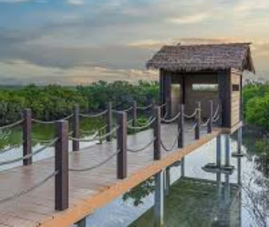 Qatar: Al Thakira Mangrove Forest Kayaking Tour - The one-hour drive from Doha
