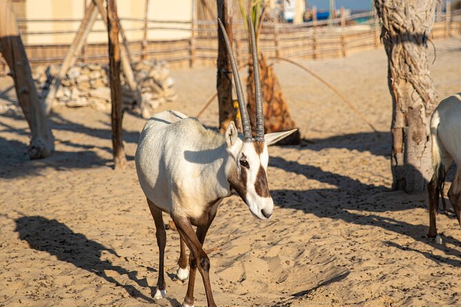 Qatar Half Day Desert Safari(Camel Rides & Sandboarding) - From Doha streets to open desert
