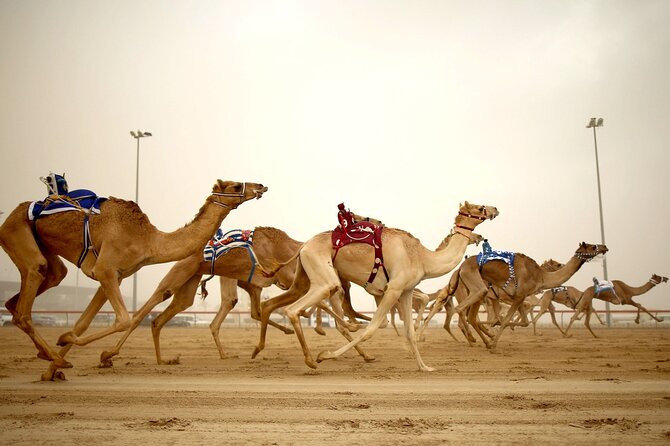 Qatar West Coast tour to Richard Serra Sculpture and Mushroom Rock Formation - Why this west coast trip is worth your Doha time