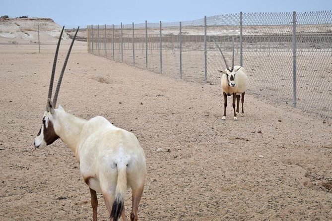 Qatar West Coast tour, Zekreet, Richard Serra Sculpture, Mushroom Rock Formation - What the guide adds to the drive
