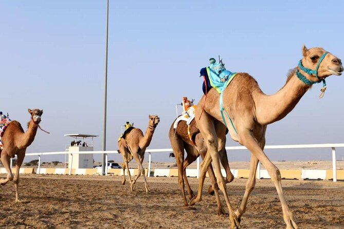 West Of Qatar, Mushroom Rocks, Camel Racing Track, Richard Serra - Why western Qatar is worth the long drive