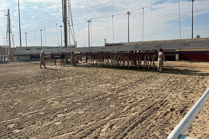 West Of Qatar, Mushroom Rocks, Camel Racing Track, Richard Serra - The guide can shape the entire experience