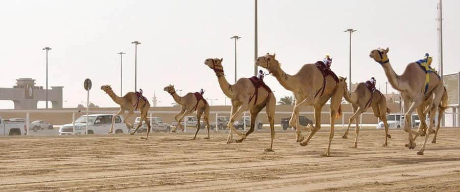 West of Qatar Richard Serra, Mushroom Hills, CamelRace track - Al Shahaniya Camel Racetrack and Qatar’s national sport