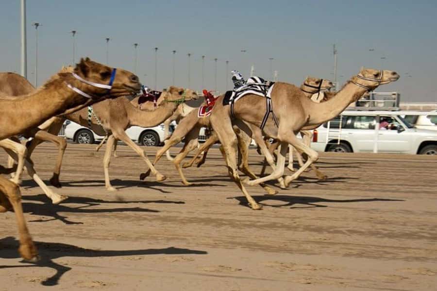 West of Qatar Richard Serra, Mushroom Hills, CamelRace track - Who will enjoy this four-hour outing