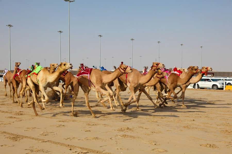 West of Qatar Richard Serra, Mushroom Hills, CamelRace track - Practical advice before you go