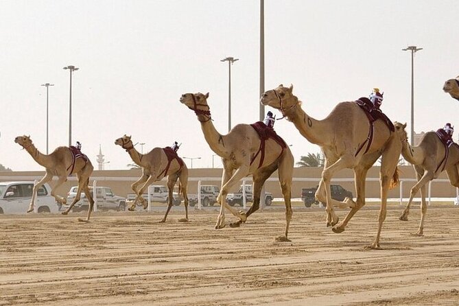 West Of Qatar Richard Serra sculpture, Mushroom Hills,Camel track - Starting in Doha with an easy pickup