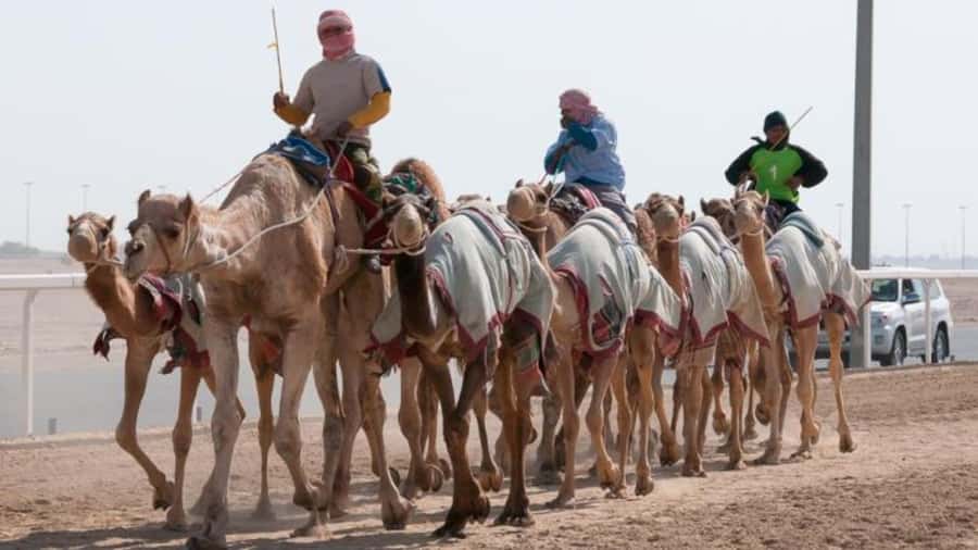 West Qatar-Doha Richard sierra,camel race,mushroom rock - Key points to know before booking